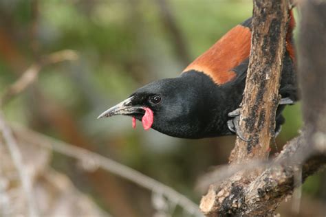 Saddleback (bird) - Wikipedia