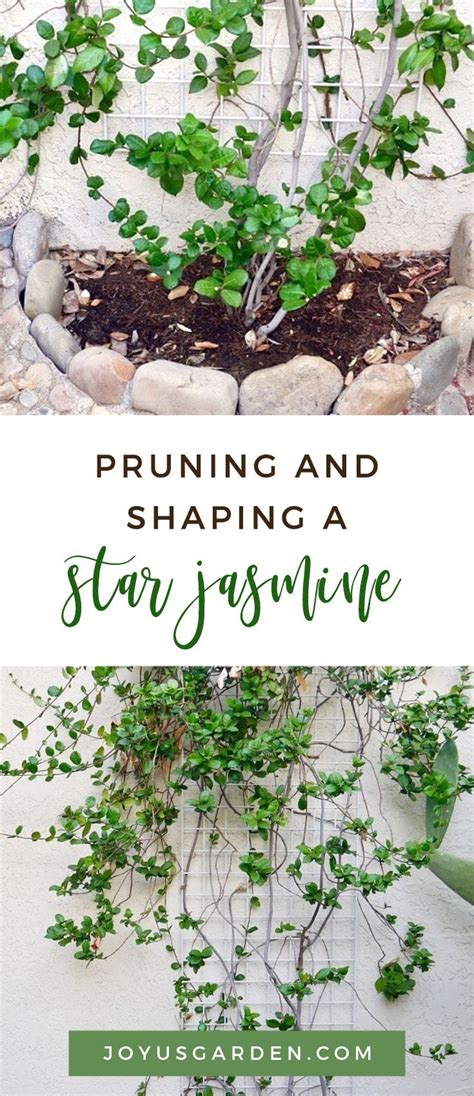 Pruning and Shaping the Star Jasmine Vine for Fall | Joy Us Garden | House plant care, Star ...