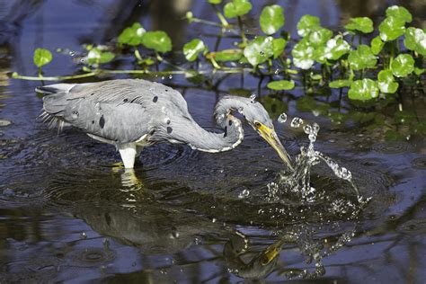 Blue Heron Hunting For Food Photograph by Isaac Ber Photography - Fine Art America