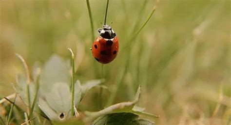 Bugs Lady Bugs GIF - Bugs LadyBugs - Discover & Share GIFs