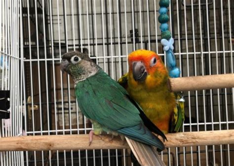 Conure Birds - A Comprehensive Guide to Conure's Diverse Group