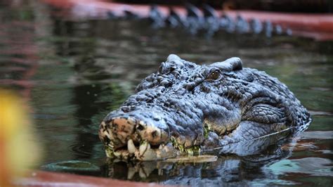 120-year-old Cassius is pushing limit of crocodile longevity — and he's ...