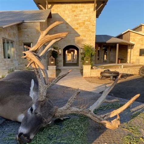 Whitetail Deer - Nocona Ranch