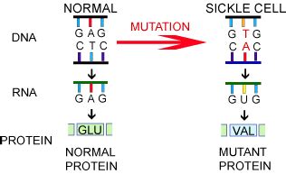 # 36 Gene mutation, sickle cell anaemia | Biology Notes for A level