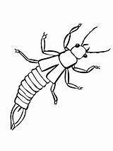 Silverfish Coloring Pages sketch template