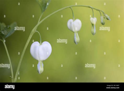 Lamprocapnos spectabilis Alba (syn. Dicentra spectabilis Alba Stock ...