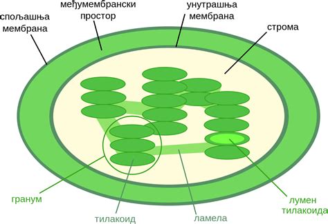 Chloroplasts - Thylakoid Space In Chloroplast - Free Transparent PNG ...