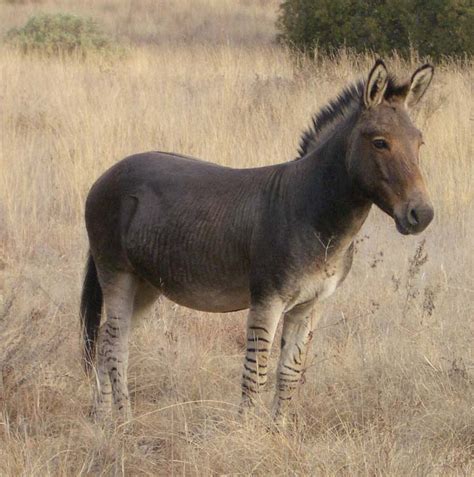 Zonkey Zebra Donkey On CureZone Image Gallery