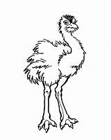 Emu Coloring Page sketch template