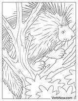 Free PORCUPINE Coloring Pages For Download Printable PDF sketch template