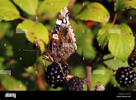 Red Admiral Butterfly Stock Photo - Alamy