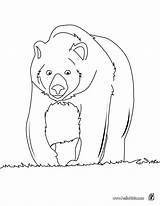 Big Brown bear coloring Pages  Hellokidscom sketch template