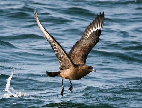 4. Great Skua (Stercorarius skua) | breeds in Iceland, Norway, the Faroe Islands, and on ...