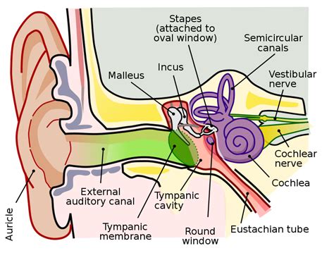 File:Anatomy of the Human Ear.svg - Wikipedia, the free encyclopedia