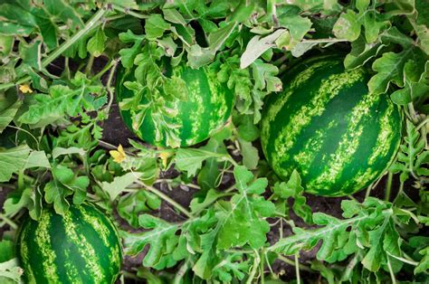 How to Grow and Care for Watermelon