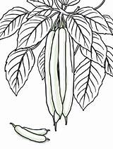 10  Free Printable Green Bean Coloring Pages For Kids sketch template