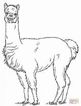 Llama Coloring Page At GetColoringscom  Free Printable Colorings sketch template