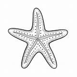 Starfish Color Sheets Free  Printable Kokoprintcom sketch template