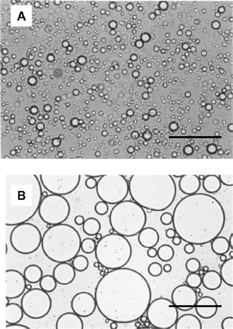 Light microscopy of lactic acid bacteria (Lactobacillus delbrueckii ...