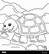 Tortoise Coloring Pages sketch template