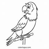 Bird coloring Pages  Coloringuscom sketch template