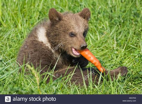 Brown Bear Cubs Eating Stock Photos & Brown Bear Cubs Eating Stock Images - Alamy