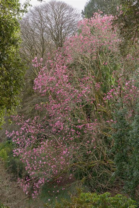 About - The Great Gardens of Cornwall