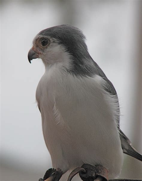 Tales From Twisty Lane: Pygmy Falcon