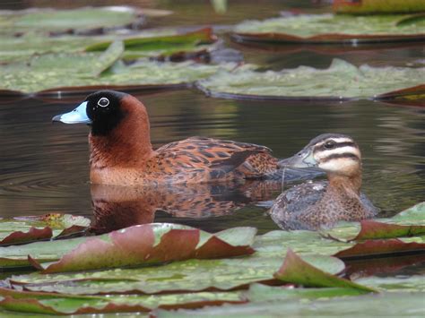 15 Ducks With White Stripe On Their Head (ID Guide)