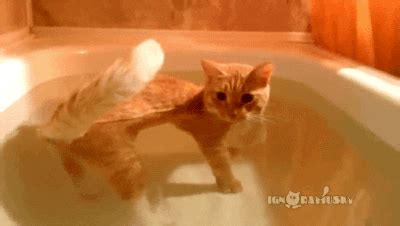 Cat Swimming GIF - Find & Share on GIPHY
