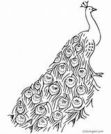 Peacock Coloring Pavo Real Colorear Drawing Pages Line Drawings Istock  sketch template
