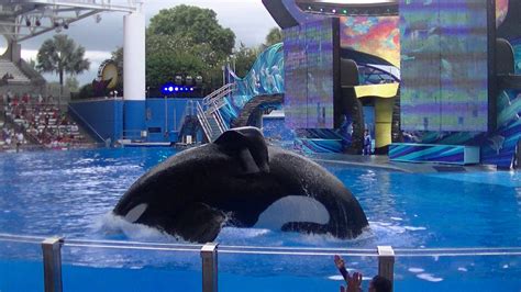 One Ocean with Tilikum - Aug 15, 2015 - SeaWorld Orlando - YouTube