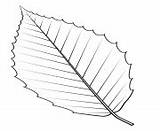 Leaf Leaves Coloring Pages Printable sketch template