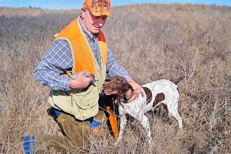 Quail Hunting Season Opens Saturday Across State