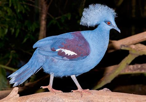 Victoria crowned pigeon (Goura victoria): This bird is the largest ...