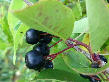 Black Chokeberry: Identification, Leaves, Bark & Habitat | Aronia ...