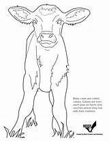 Longhorn Coloring Pages sketch template