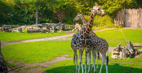 Zoo Leipzig - Tickets für das Kombiangebot mit Stadtrundfahrt