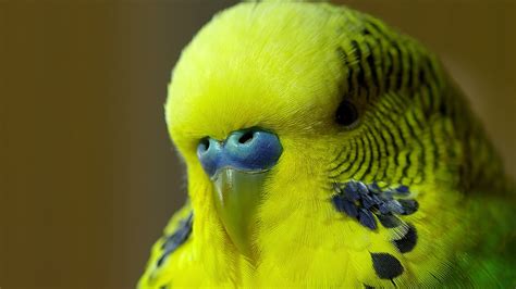 Disco the Parakeet Makes His World Debut on the BBC Program 'Pets - Wild at Heart'