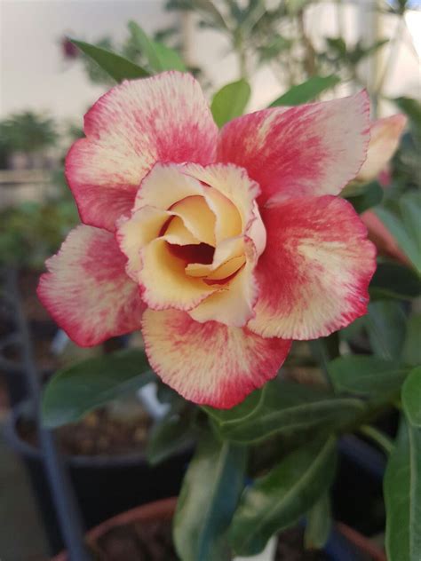 Pink and White Desert Rose Flower in a Pot