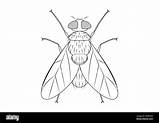 Black And White Green Fly Clipart Vector Isolated On Background  sketch template
