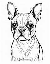 Boston Terrier Coloring Pages Printable A Fun Activity For Dog Lovers sketch template