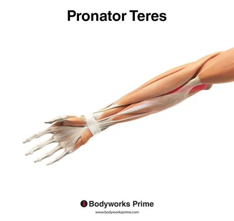 Pronator Teres Muscle Anatomy - Bodyworks Prime