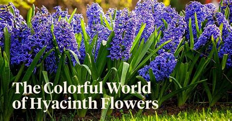 Caring, Growing and Pruning Hyacinth Flowers: All You Need to Know - Art...