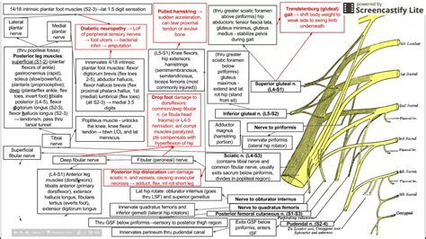 Sacral plexus and derivative nerves, muscles, and lesions of the lower ...