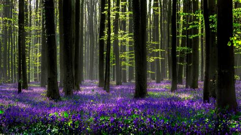 Download Forest Spring Purple Flower Flower Nature Hyacinth HD ...