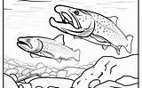 Brook Trout Sketches Sketch Coloring Page sketch template