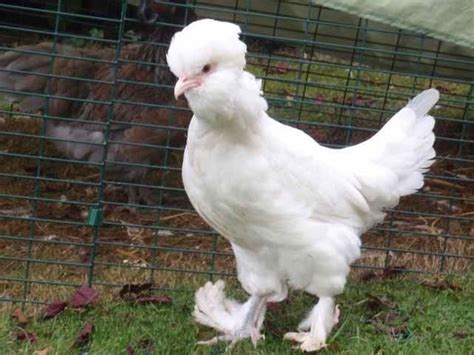 Sultan chicken - Alchetron, The Free Social Encyclopedia