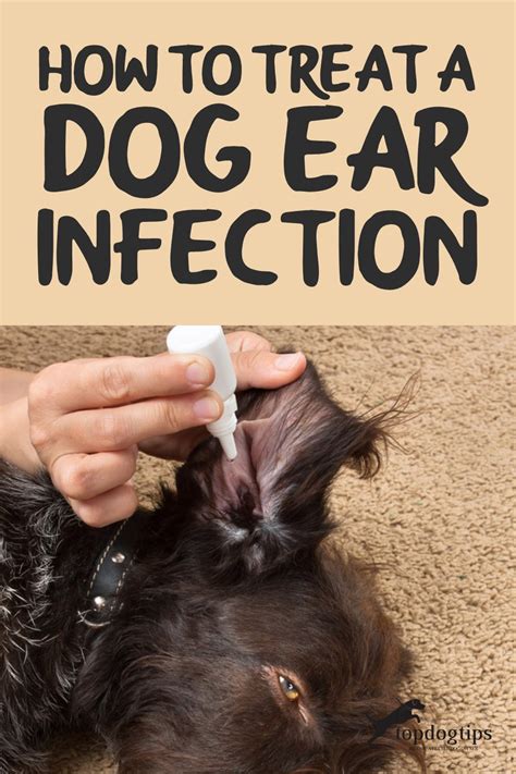 Can You Treat a Dog Ear Infection Without Vet - Dog Paragon