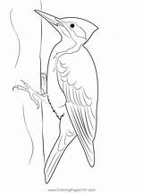 Bigstock Pileated Woodpecker Coloring Page For Kids  Free Woodpeckers sketch template